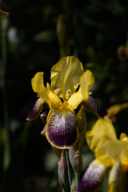 Jardin des Impressionnistes-MAI14-053